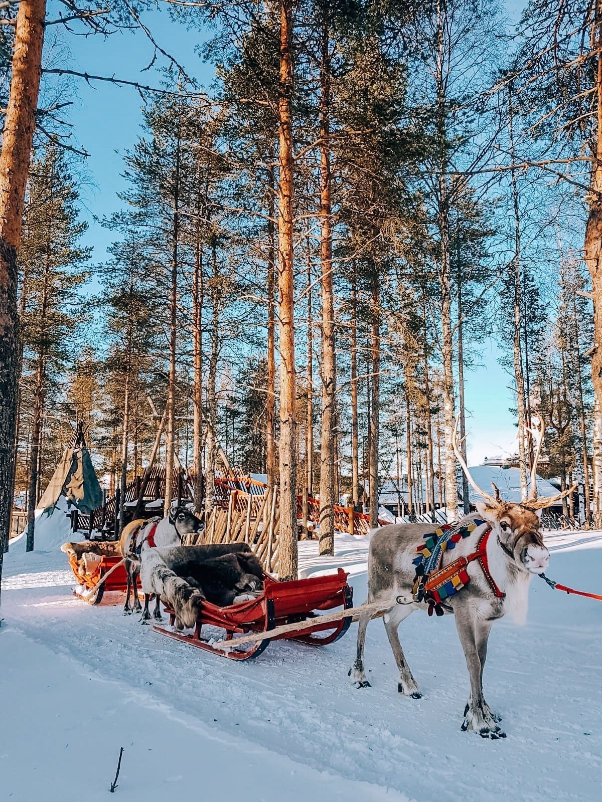 polo norte & papá noel — finlandia enero 2027 🇫🇮 polo norte & papá noel — finlandia enero 2027 🇫🇮
