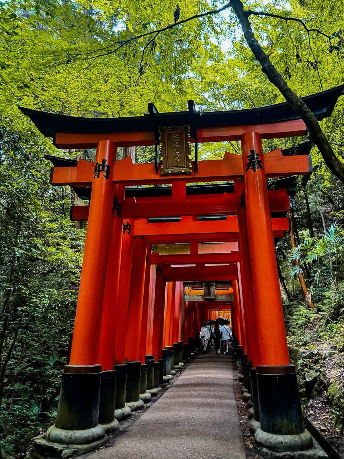 japÓn: entre tradiciÓn y futuro viaje grupal 🇯🇵 octubre 2027 japÓn: entre tradiciÓn y futuro viaje grupal 🇯🇵 octubre 2027