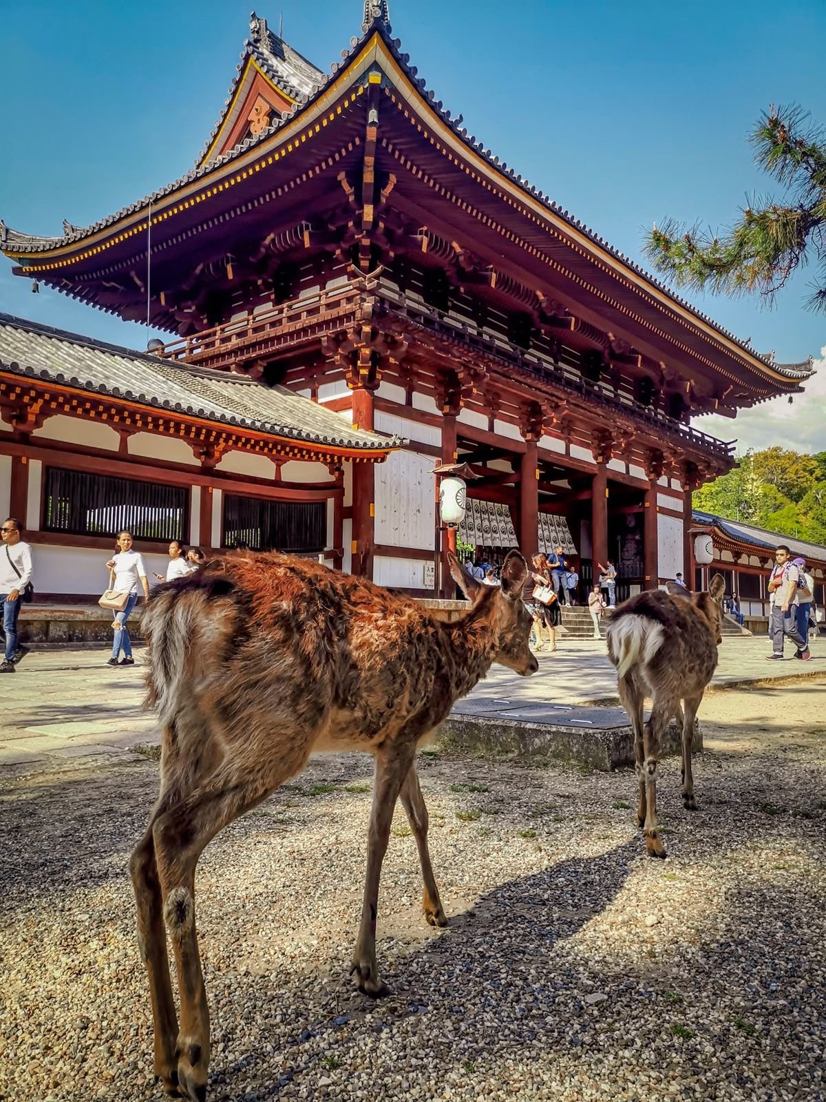 japÓn: entre tradiciÓn y futuro viaje grupal 🇯🇵 octubre 2027 japÓn: entre tradiciÓn y futuro viaje grupal 🇯🇵 octubre 2027
